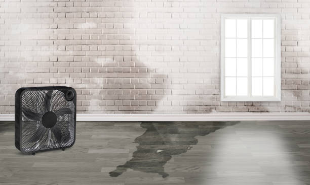 Best Mold removal after water damage  in Thousand Palms, CA